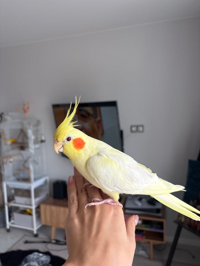 Pet cockatiel plays in artist's studio in Krasnoyarsk