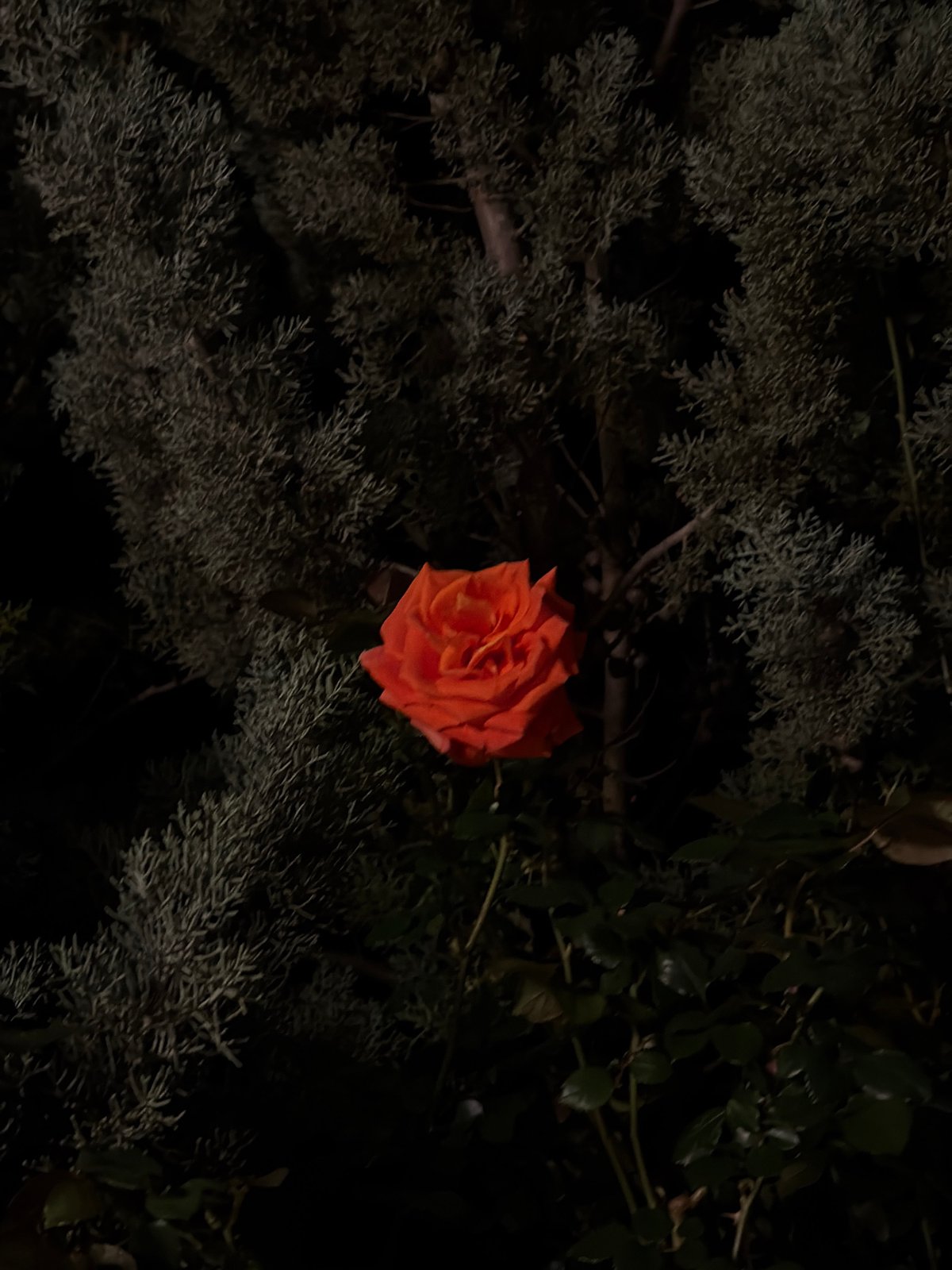 Evening botanical documentation captured in Sutomore, Montenegro