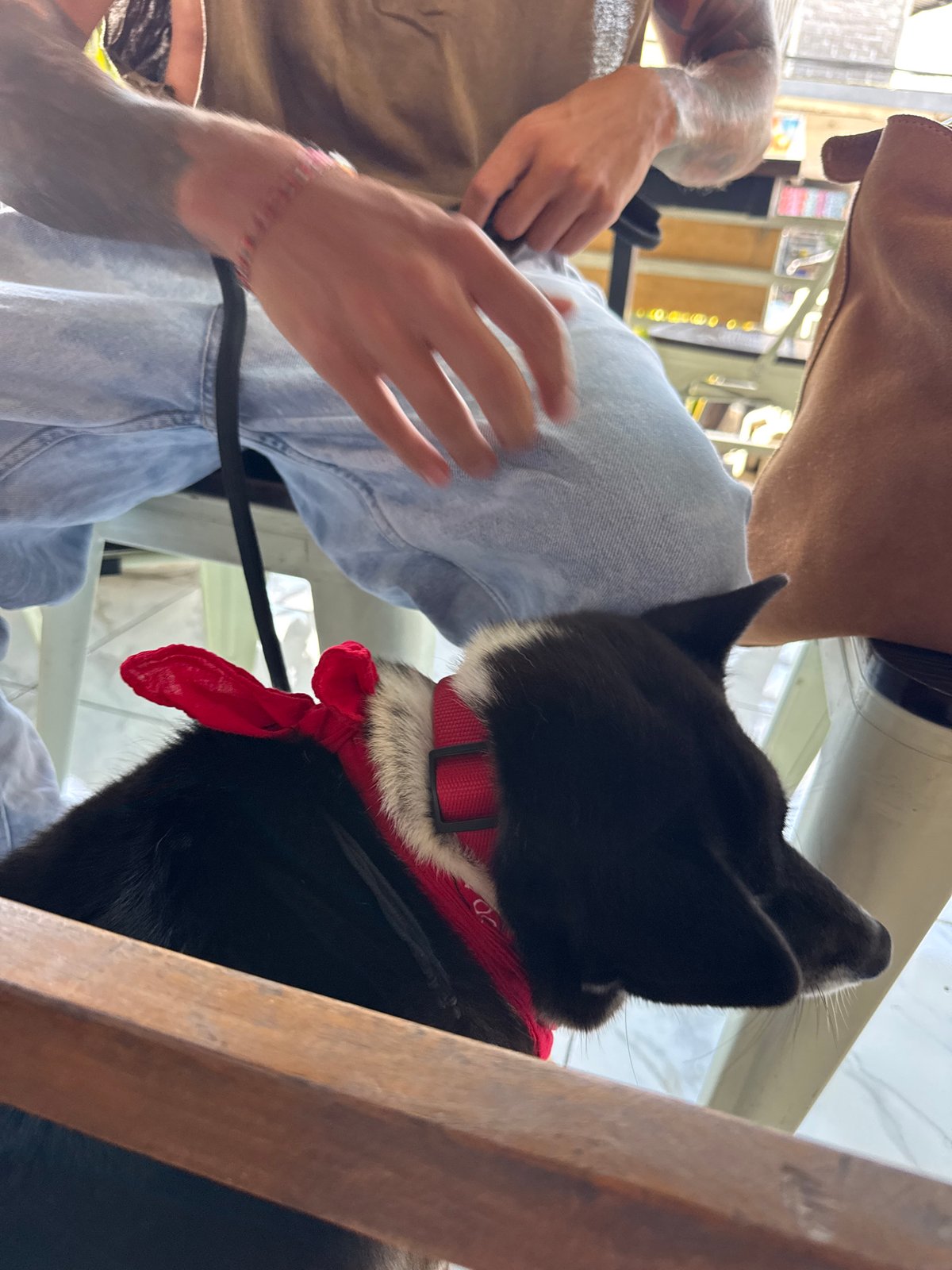 Black dog in red bandana on tiled floor, Kuta Selatan