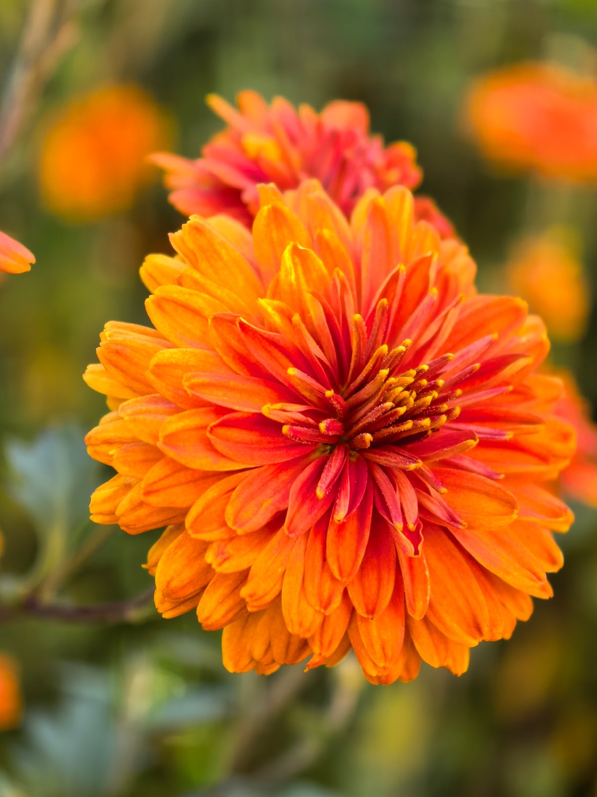 Macro shots of chrysanthemums and Black-Eyed Susans in bloom