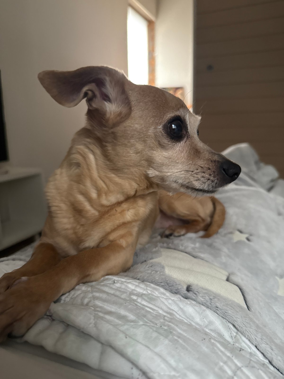 Chihuahua and owner share quiet morning moment in Russian home