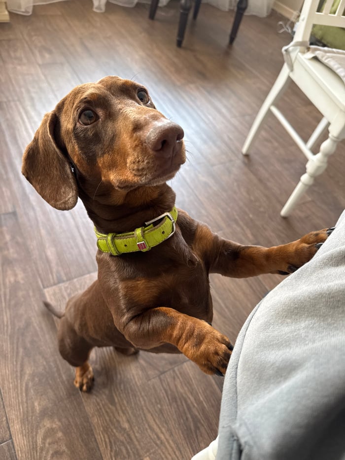 Dachshund in lime collar observed during morning playtime in Moscow