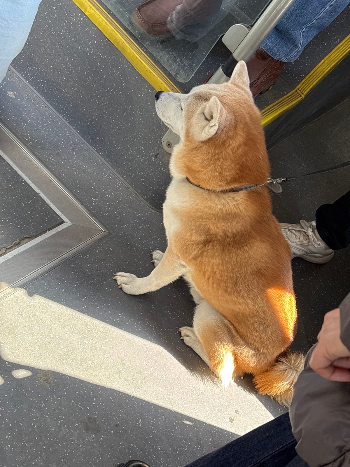 Morning scenes: dog on transit, breakfast in Sofia