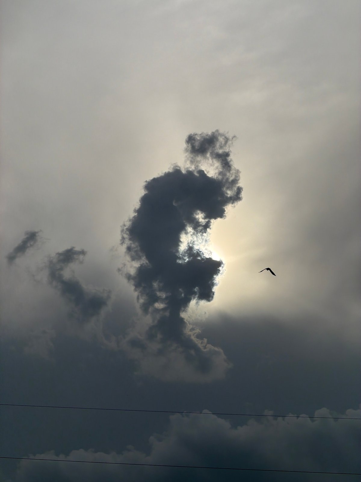 Morning wildlife and weather observed in Luxembourg countryside