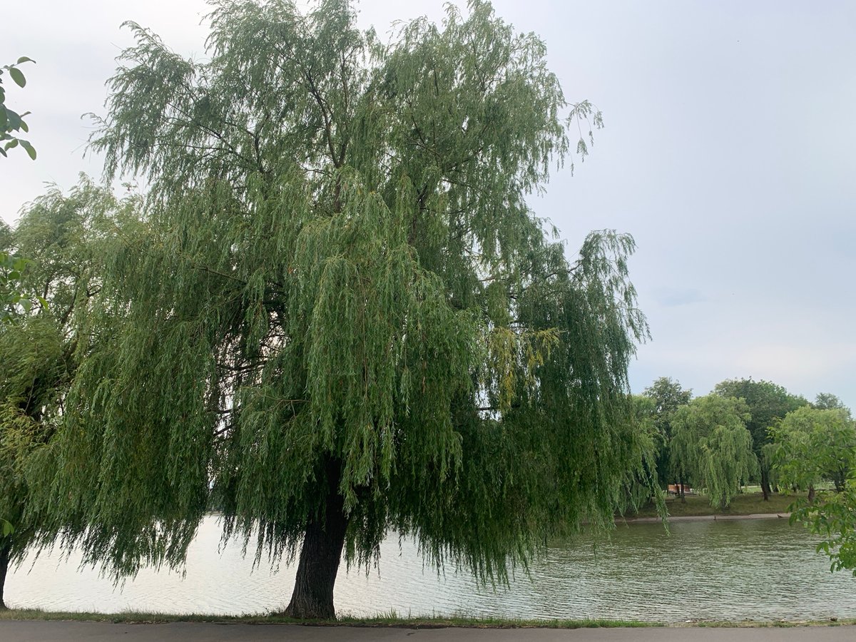 Wildlife and water at Kolomyia City Park on a cloudy afternoon