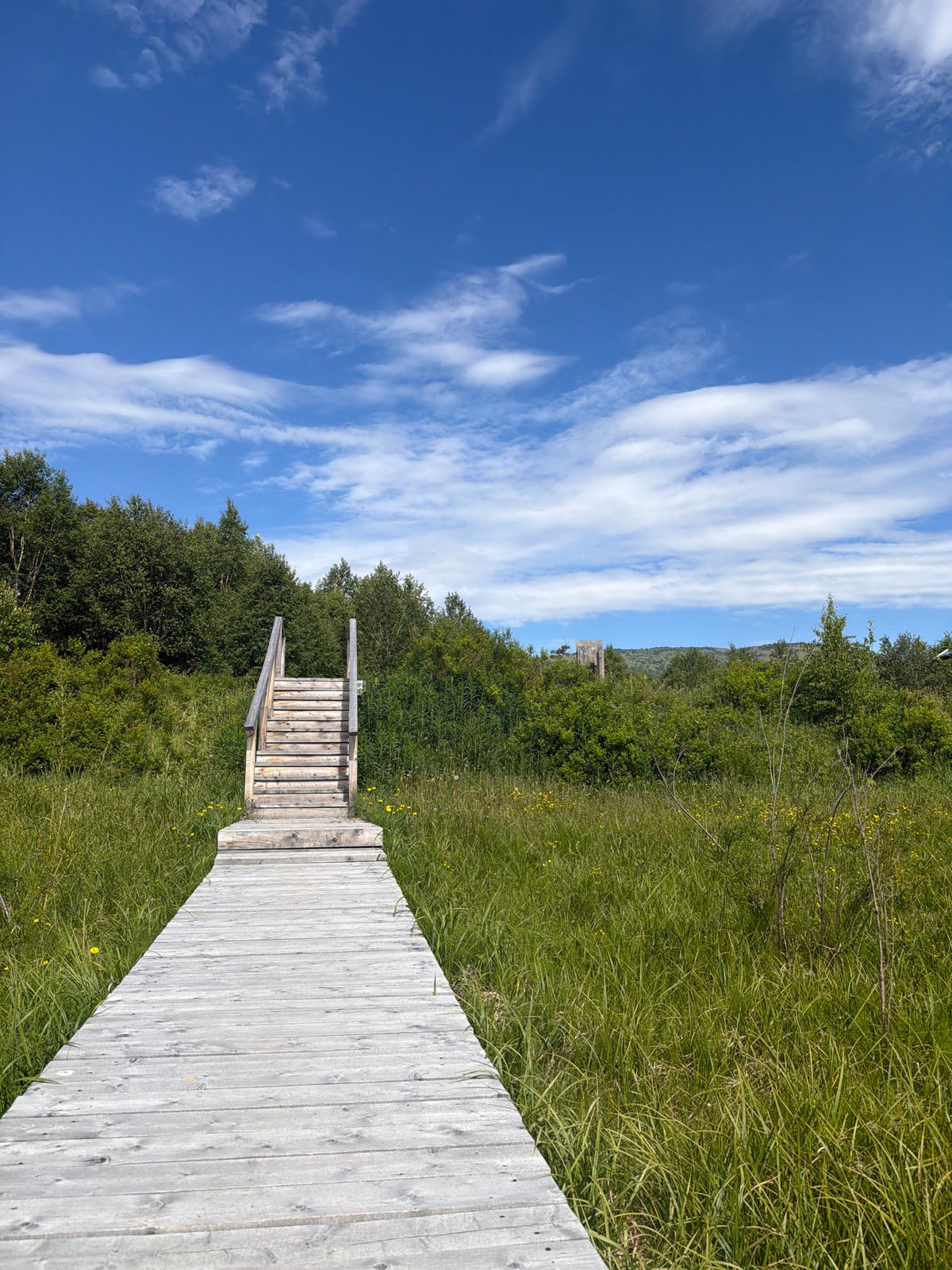 Boardwalks, forest trails, and string lights in Kamchatka's Esso
