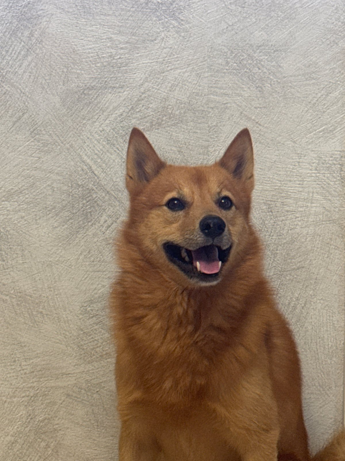 Dogs, a gym visit, and selfies on a Chaikovsky morning