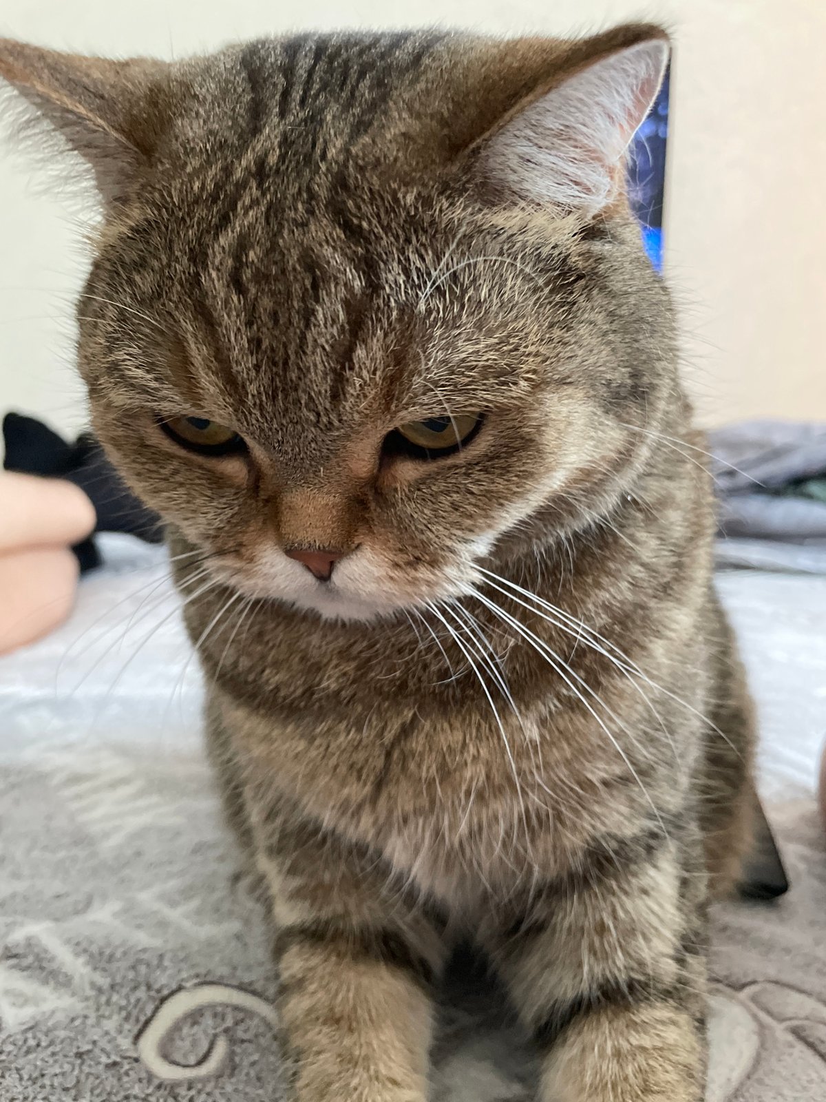 Tabby cat photographed on bedding in Saint Petersburg home