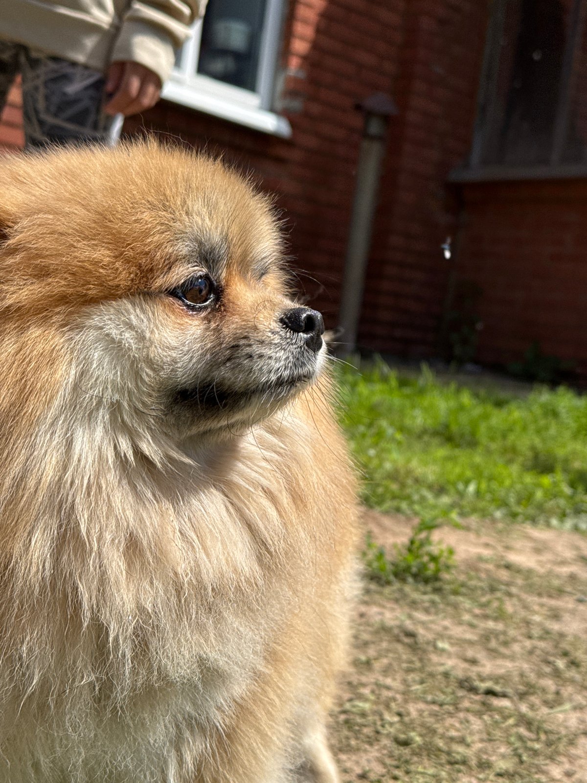 Pomeranian dog spotted with child in Rusalevka, Russia