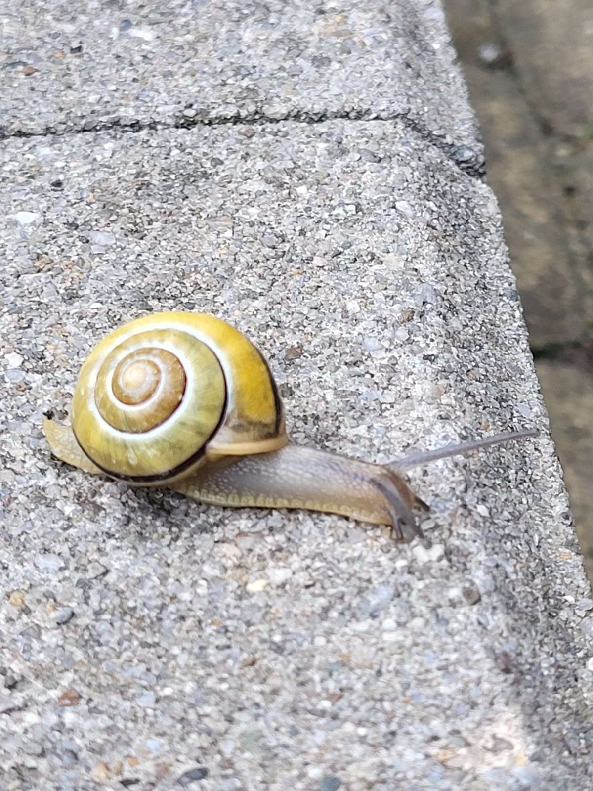 Urban nature observations: snails, birds, buildings documented in Polish city