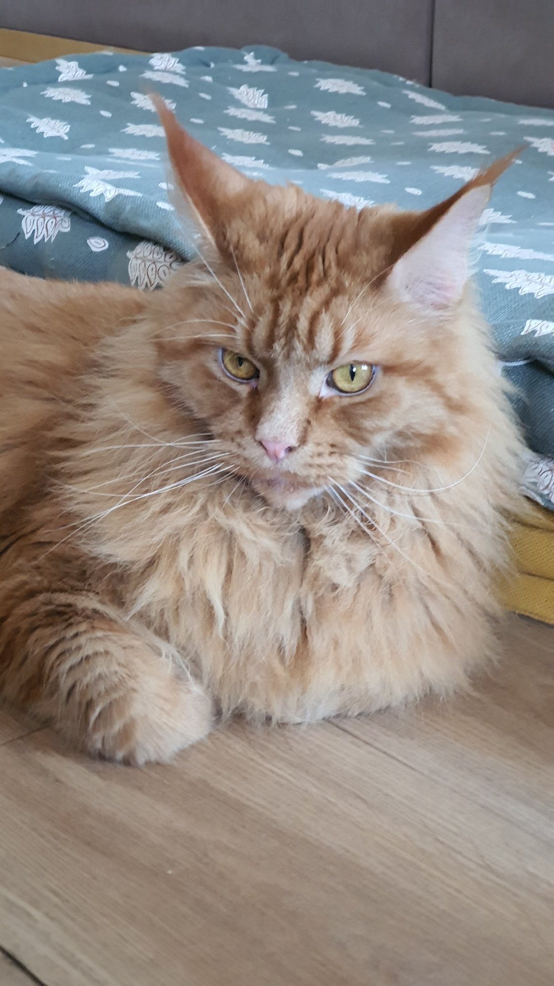 Ginger Maine Coon and Siamese cat at home in Krasnoyarsk