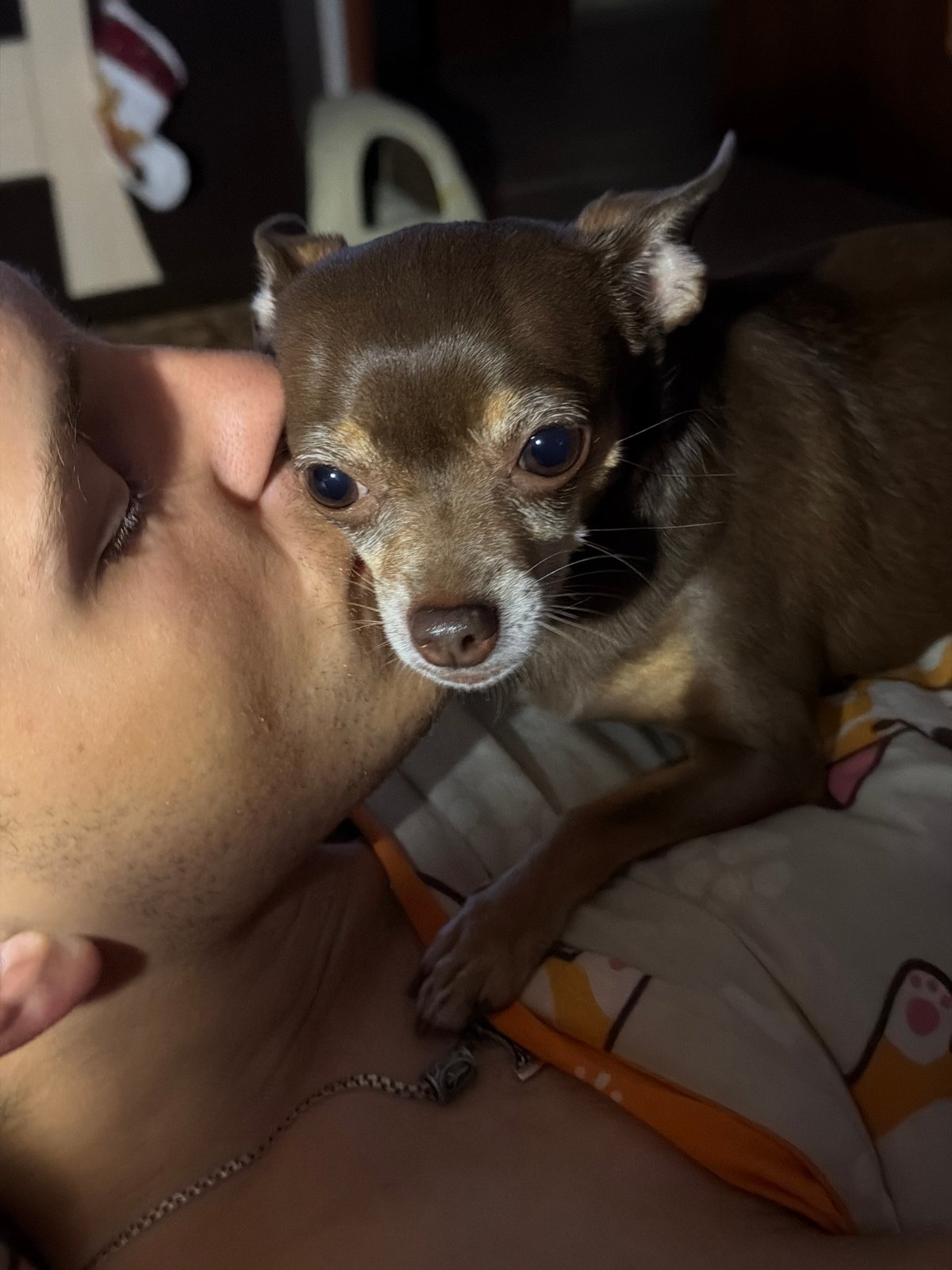 Chihuahua cuddles and close-ups at home