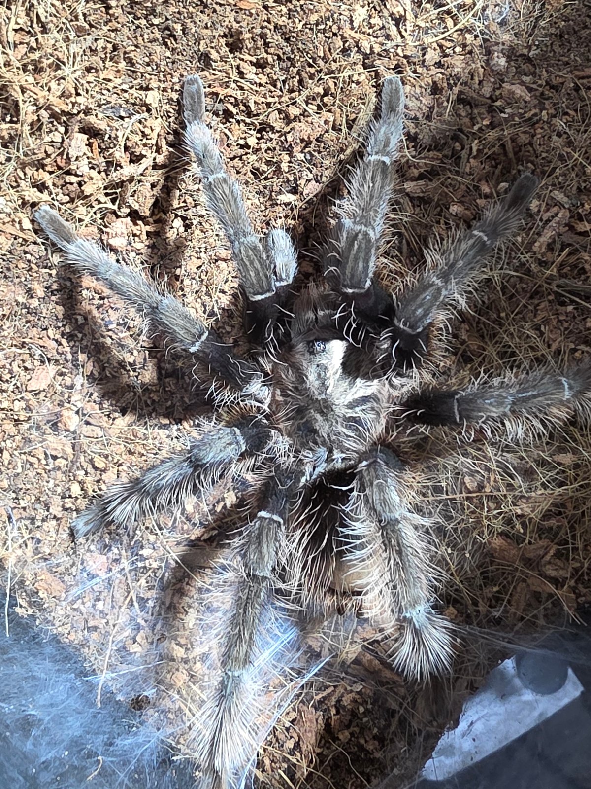 Tarantula enclosure photography alongside everyday Kamianske street scenes