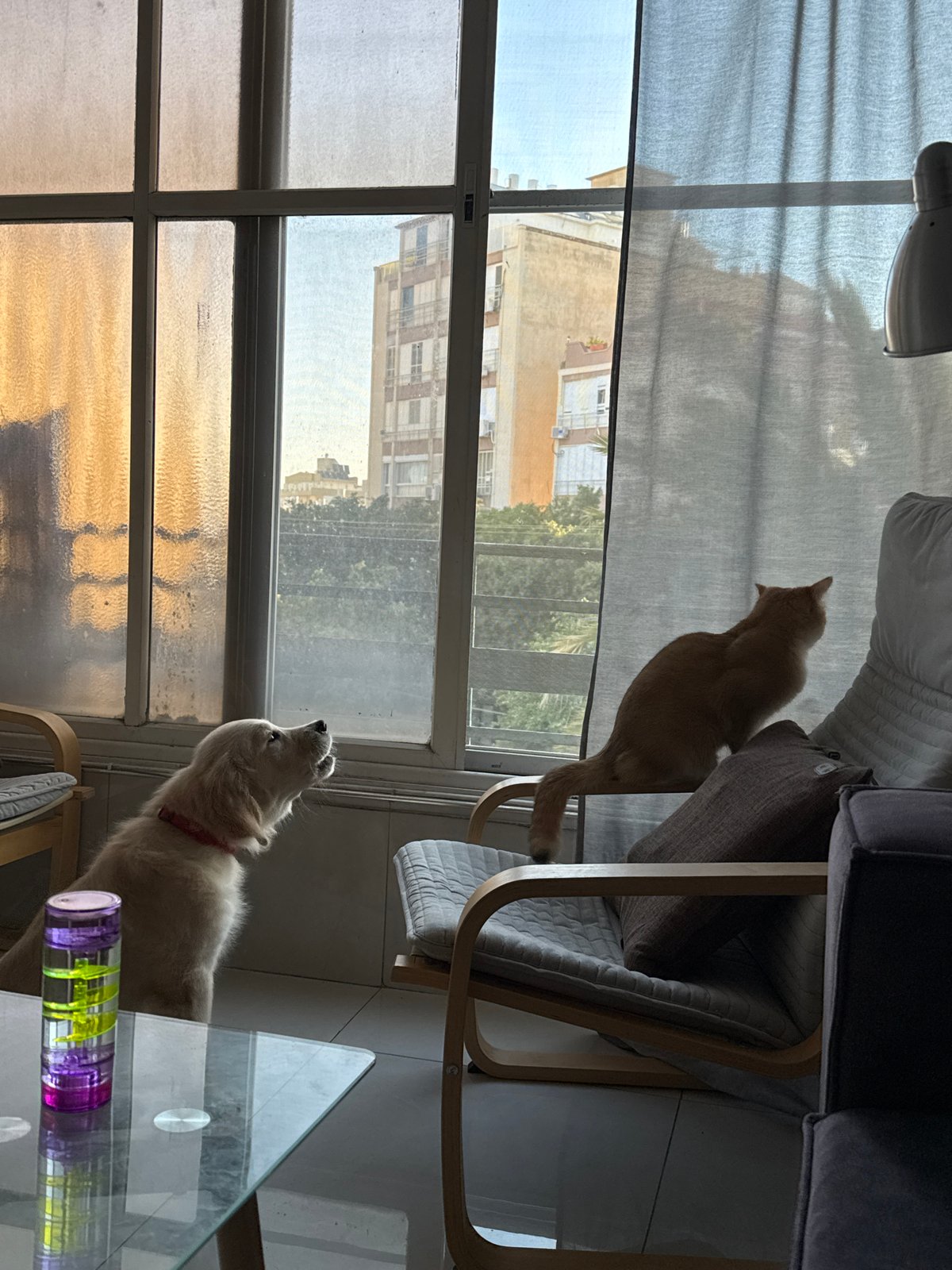 Early morning pet moments captured in Netanya apartments