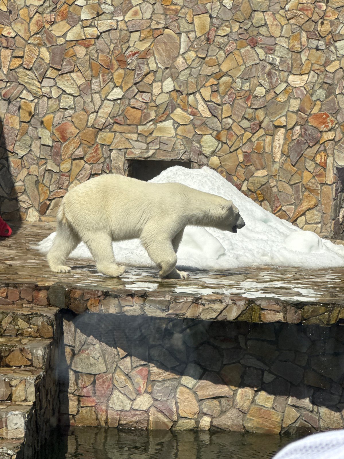 Morning at Leningrad Zoo, Saint Petersburg — animals across the collection