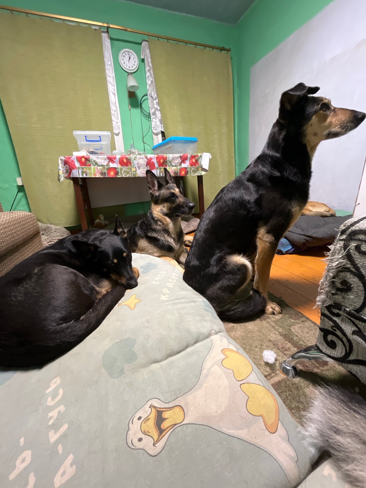 Resident documents evening pet bonding moments in Nizhny Tagil home