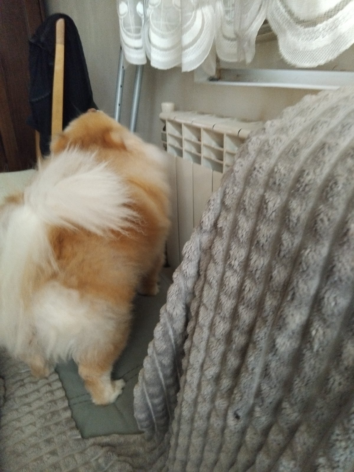 Small fluffy dog photographed at rest in Bulgarian home