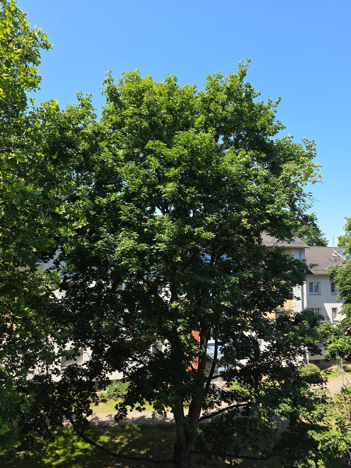 A lazy summer morning at a Frankfurt apartment, inside and out