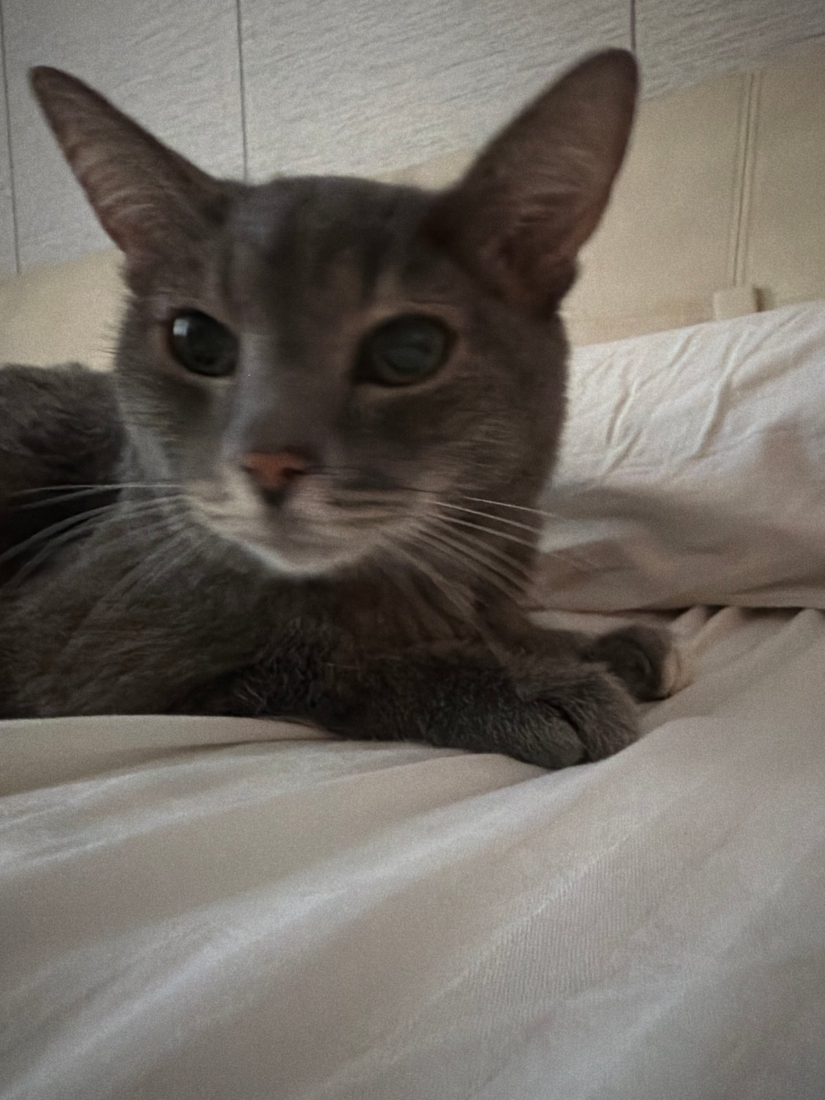 Pets rest peacefully in Solikamsk home during early morning