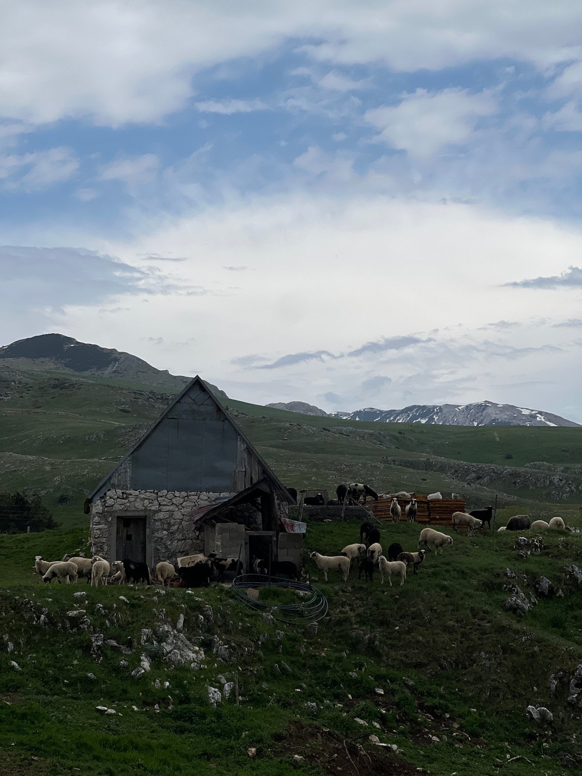 Sheep graze peacefully in Montenegro's rural hillside village
