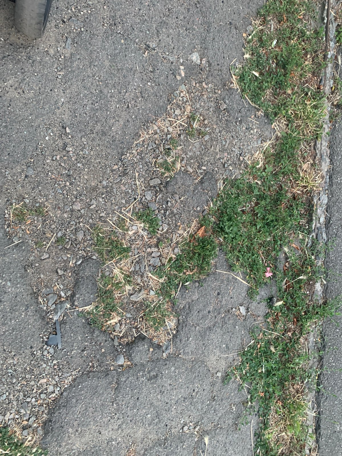 Lakeside park stroll with close-up looks at plants and pavement