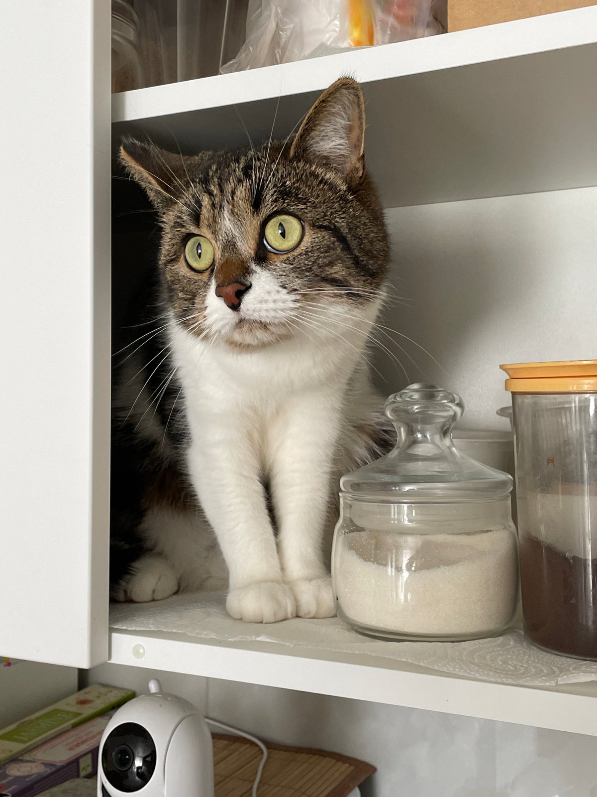 Domestic cats spotted in residential home in Pervomaysky