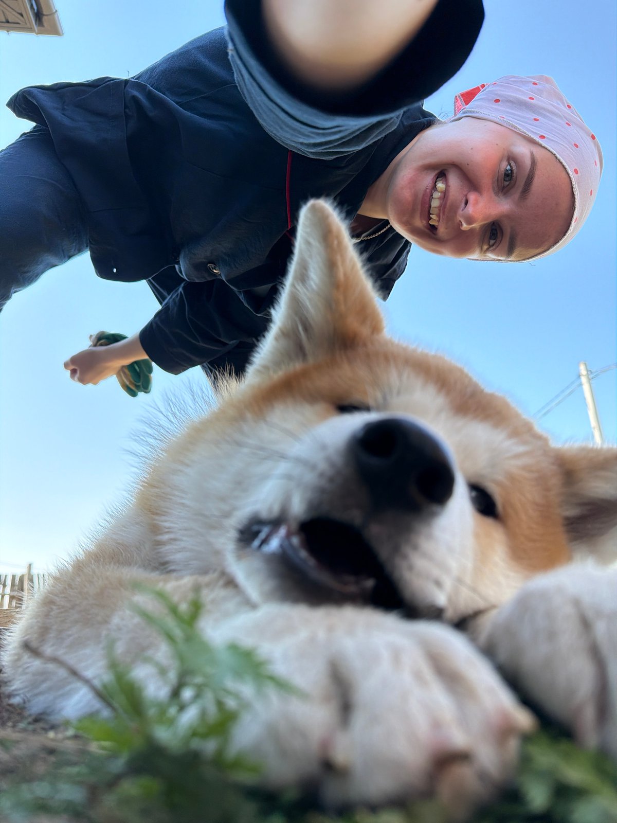 Morning dog walk captured in Chaikovsky, Russia