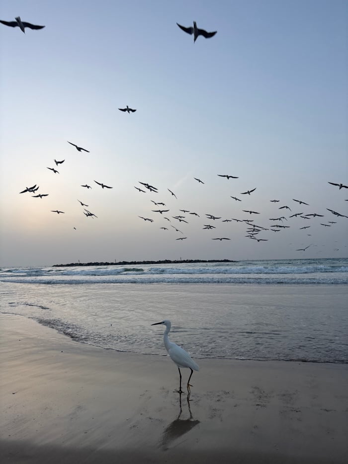 Tel Aviv beachgoers document birds, fitness, coastal walks