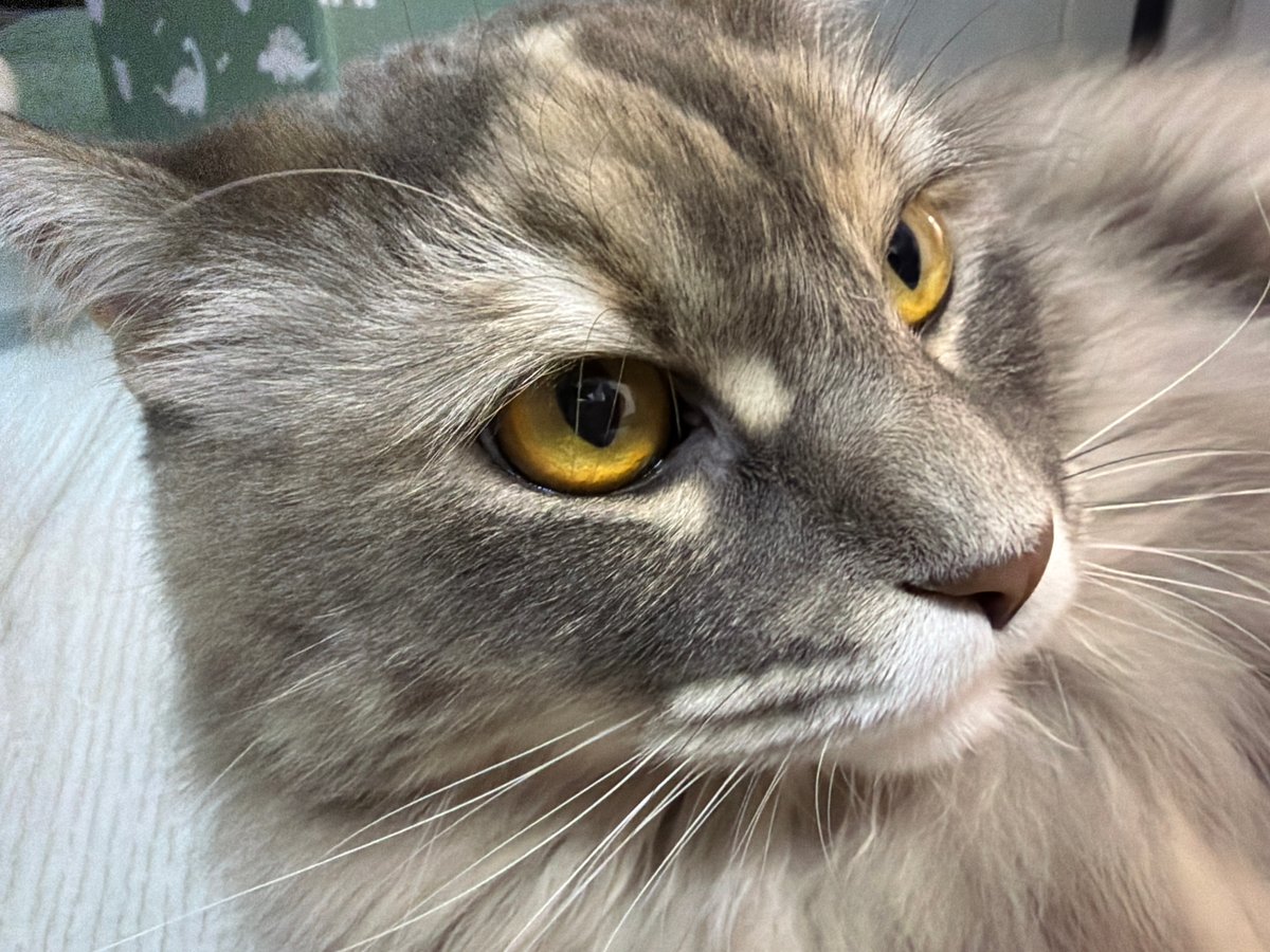 Cats, peonies, and clouds — a quiet afternoon in close-up