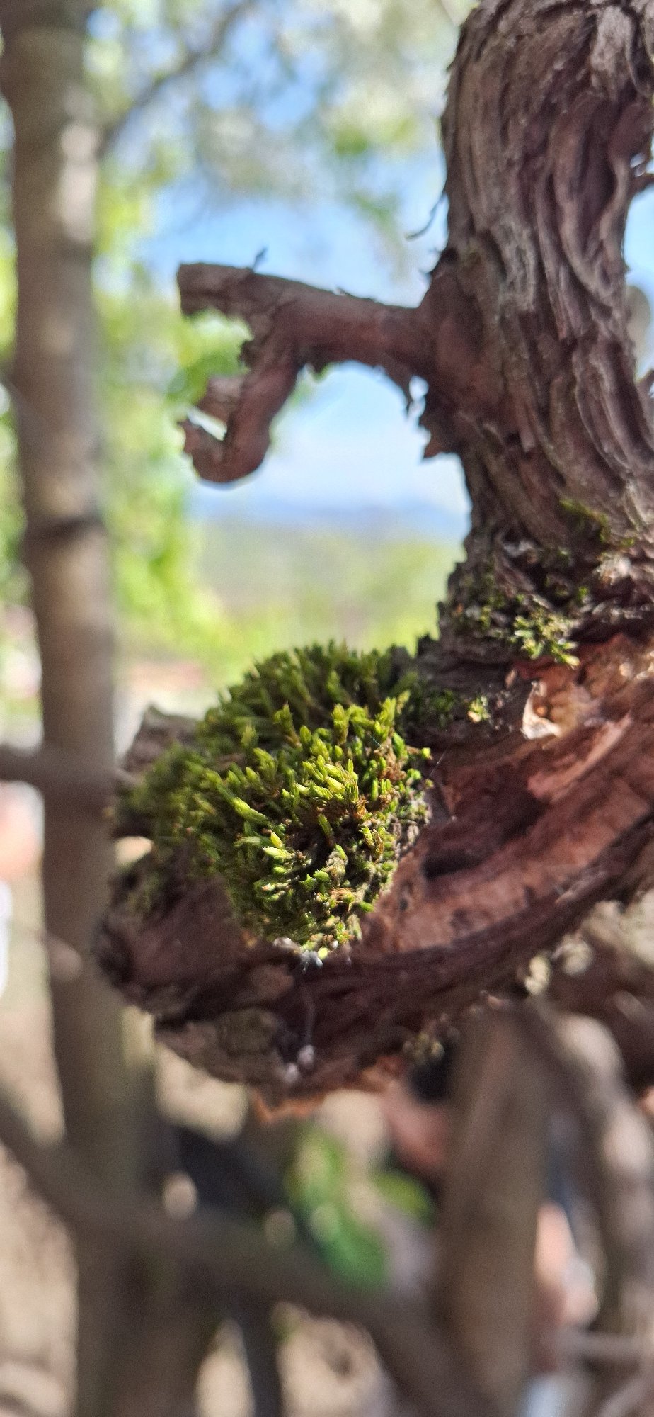 Spring day captured in Bulgarian village: nature, gardening, gathering