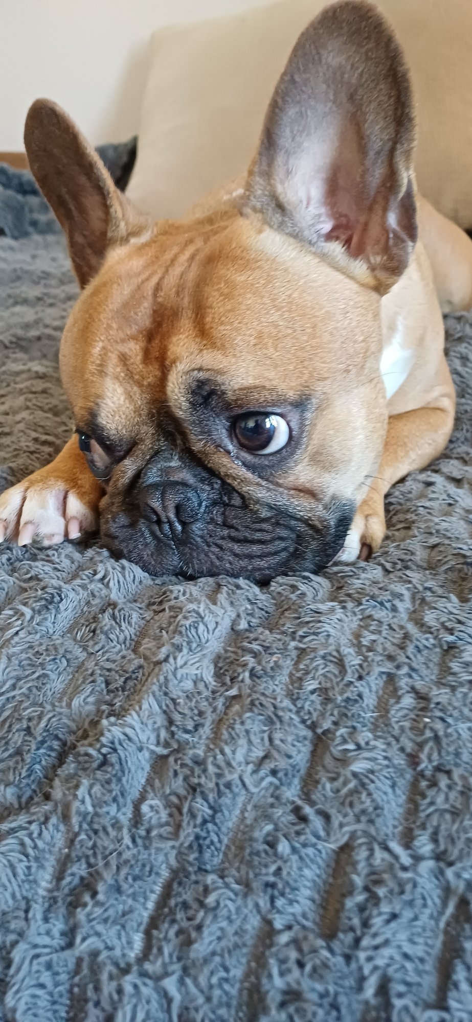 French bulldog indoor photo session with multiple poses