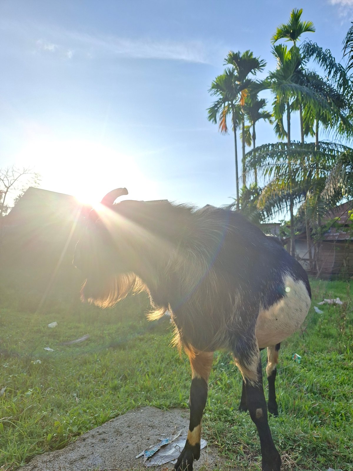 Rural Indonesian farm life documented in Lhokseumawe