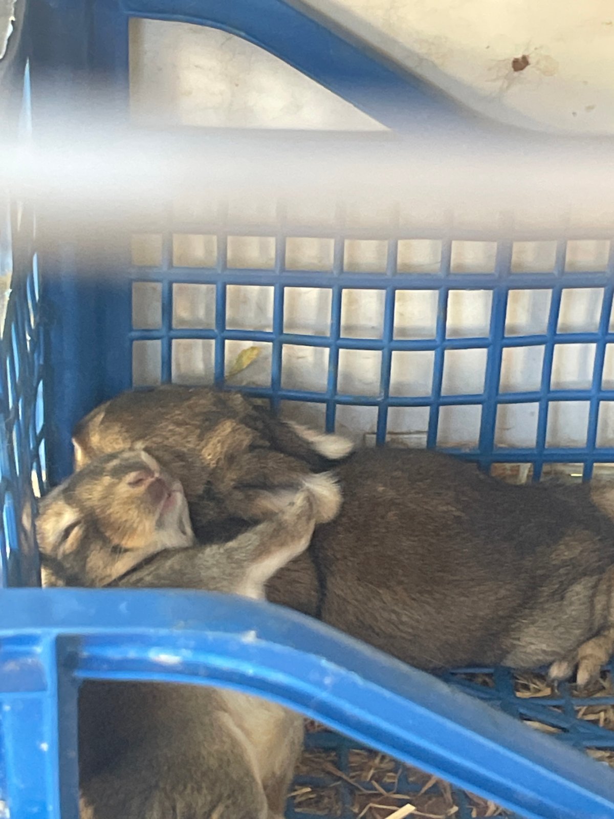 Rabbits napping in a cage, cat lounging on a rug.