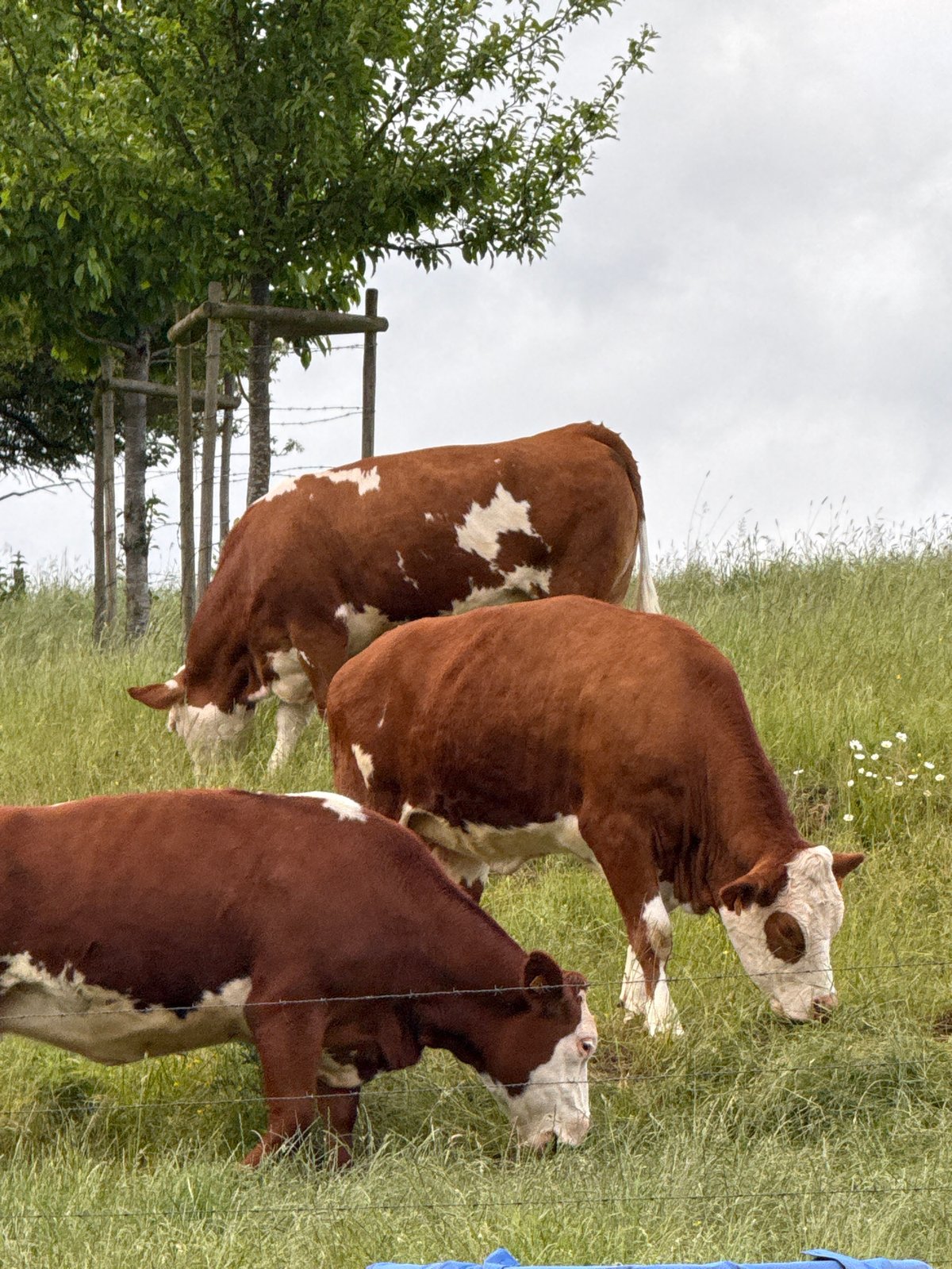Cows graze in Junglinster pasture under cloudy evening sky