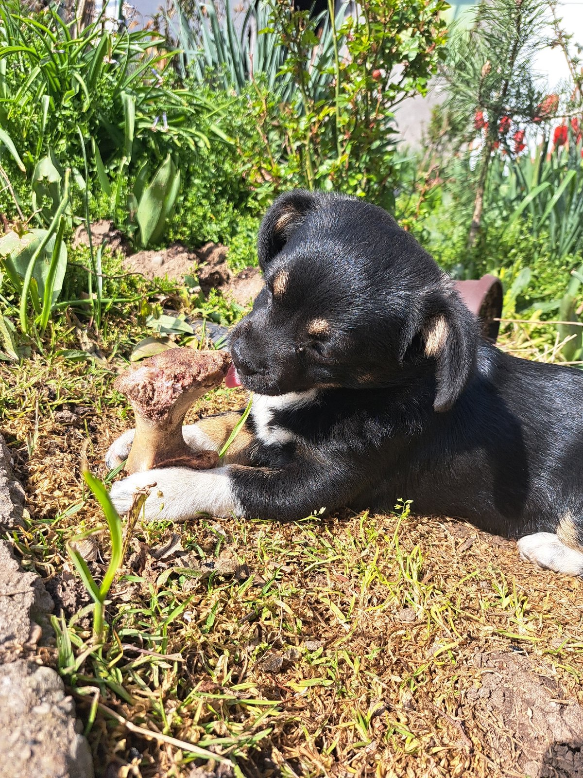 Puppy plays, socks displayed in quiet Bulgarian village morning