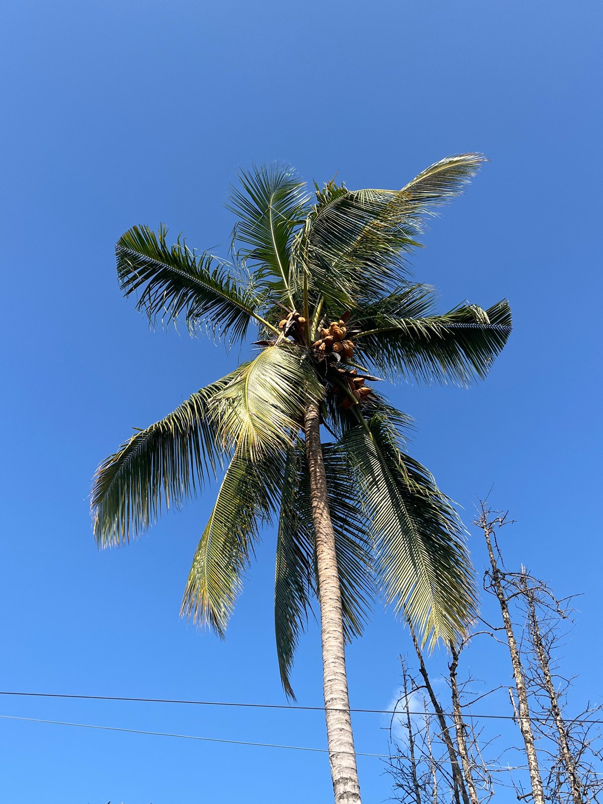 Cats and a coconut palm on a quiet morning in Aceh