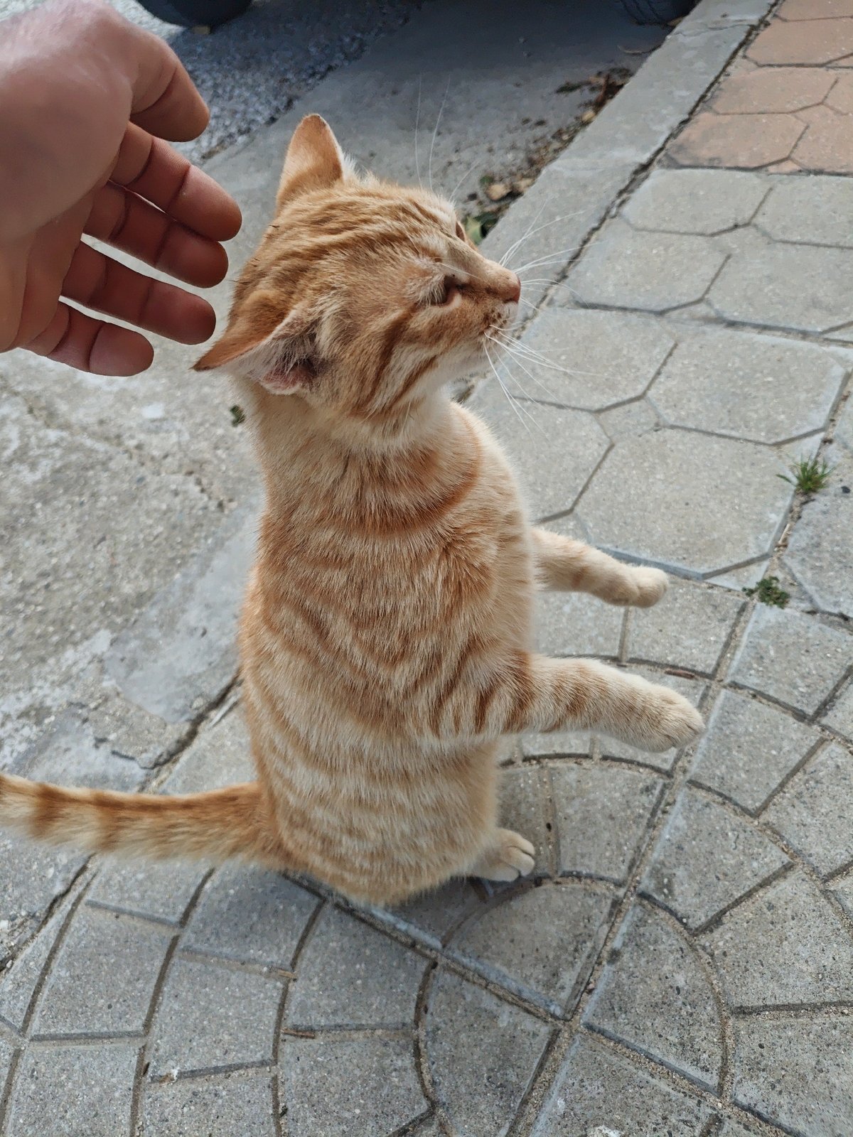 Person pets friendly cat near eagle statues in Kulata