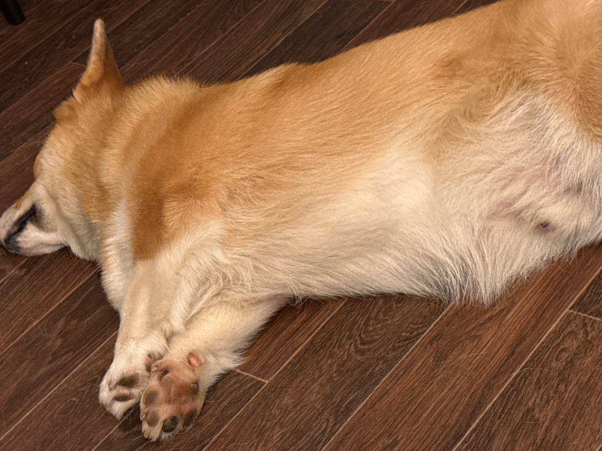 Dog rests on wooden floor in Votkinsk home