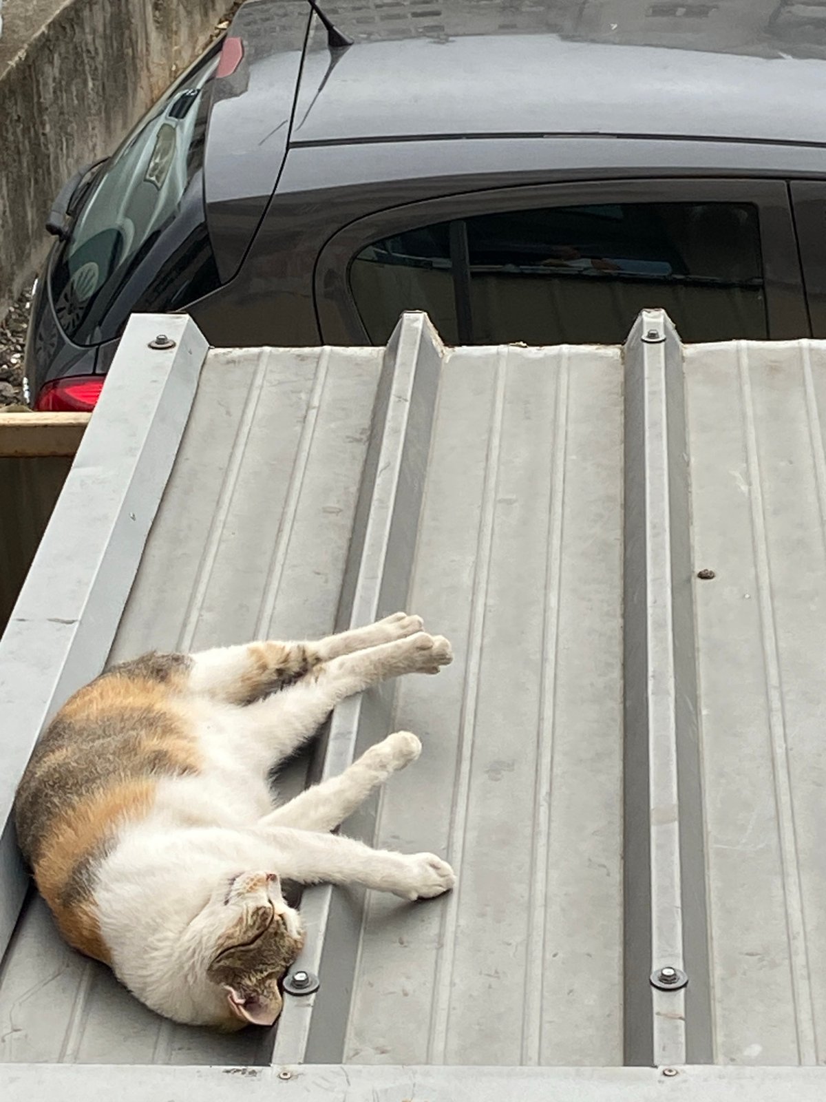 Coffee and a sleeping cat on a Budva morning