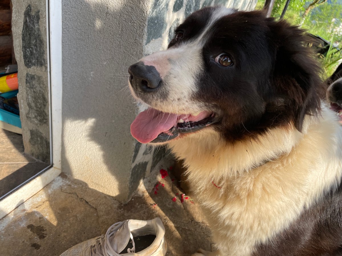 Domestic animals documented during afternoon in Zlatograd, Bulgaria