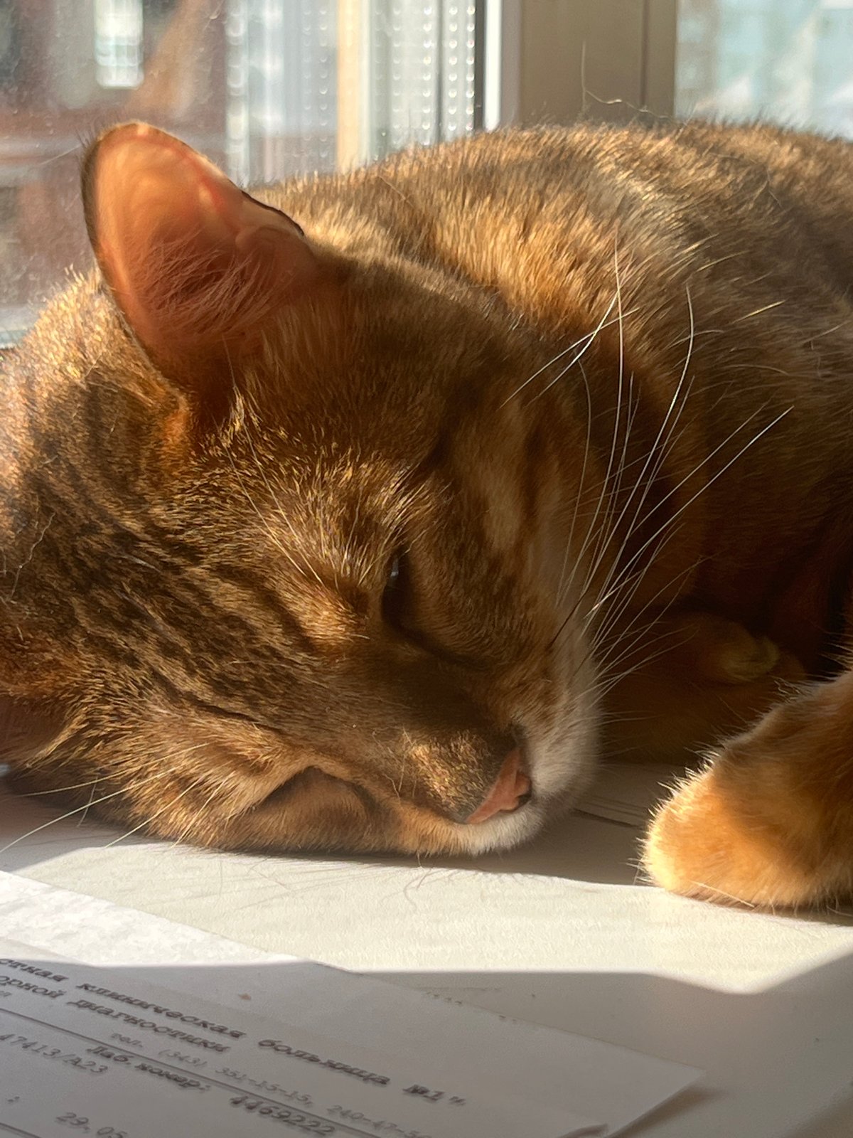 Ginger cat asleep on papers in a sunny Yekaterinburg window