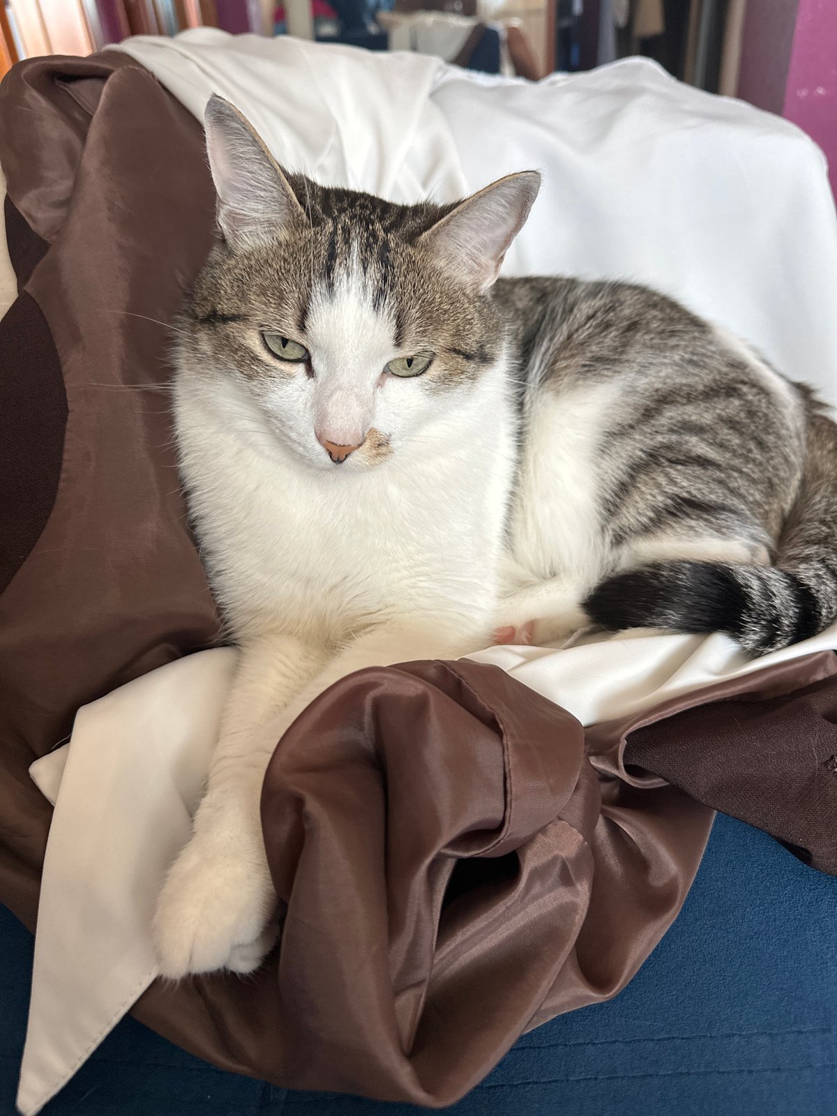Krasnoyarsk cat spends morning lounging and playing around home