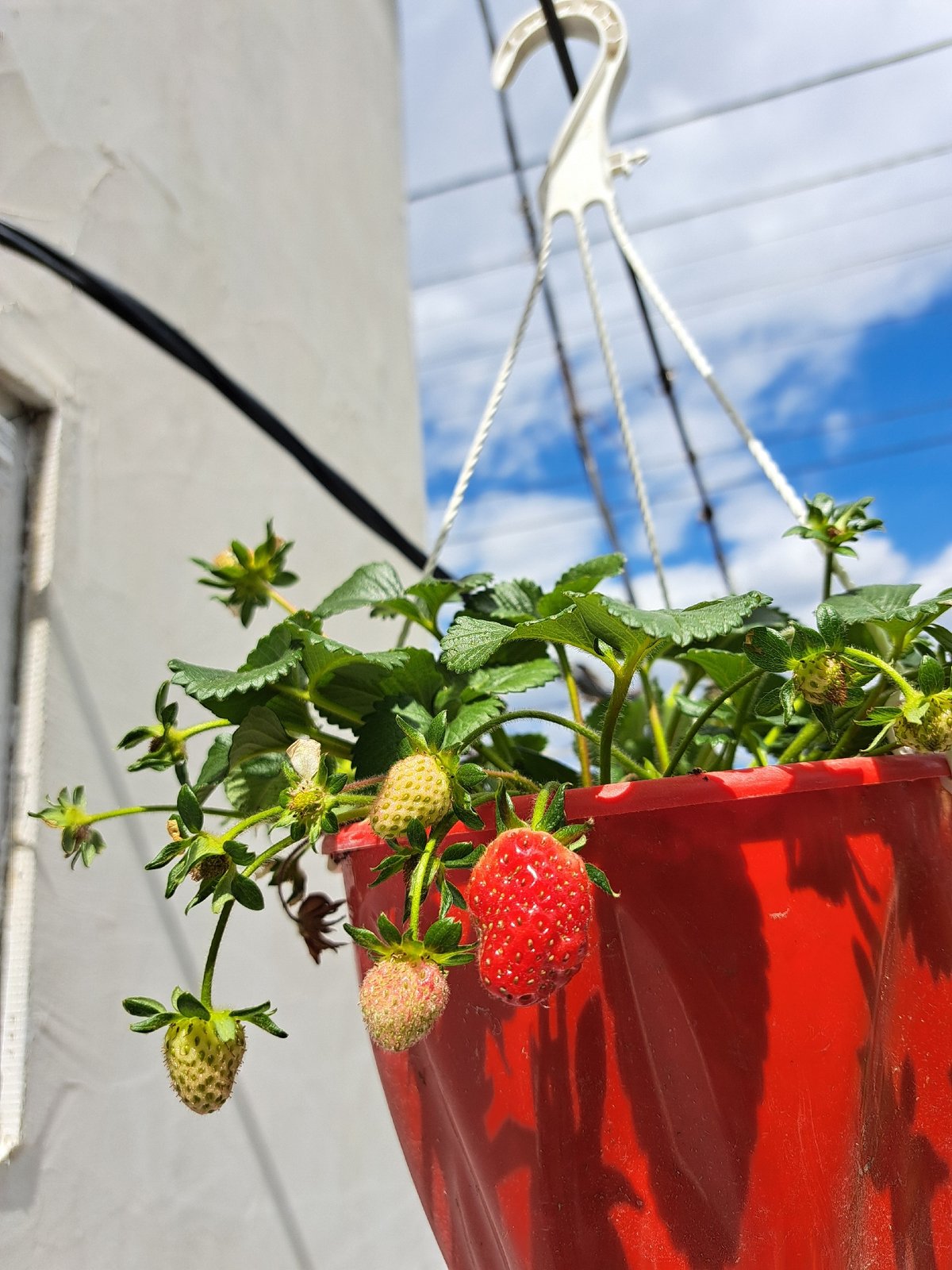 Red strawberry planter spotted hanging in Novi Iskar, Bulgaria