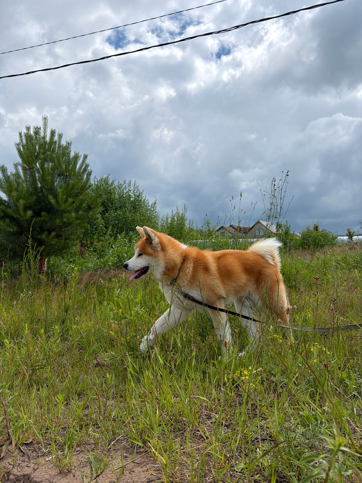 Dogs and pink hair on a cloudy morning in Chaikovsky