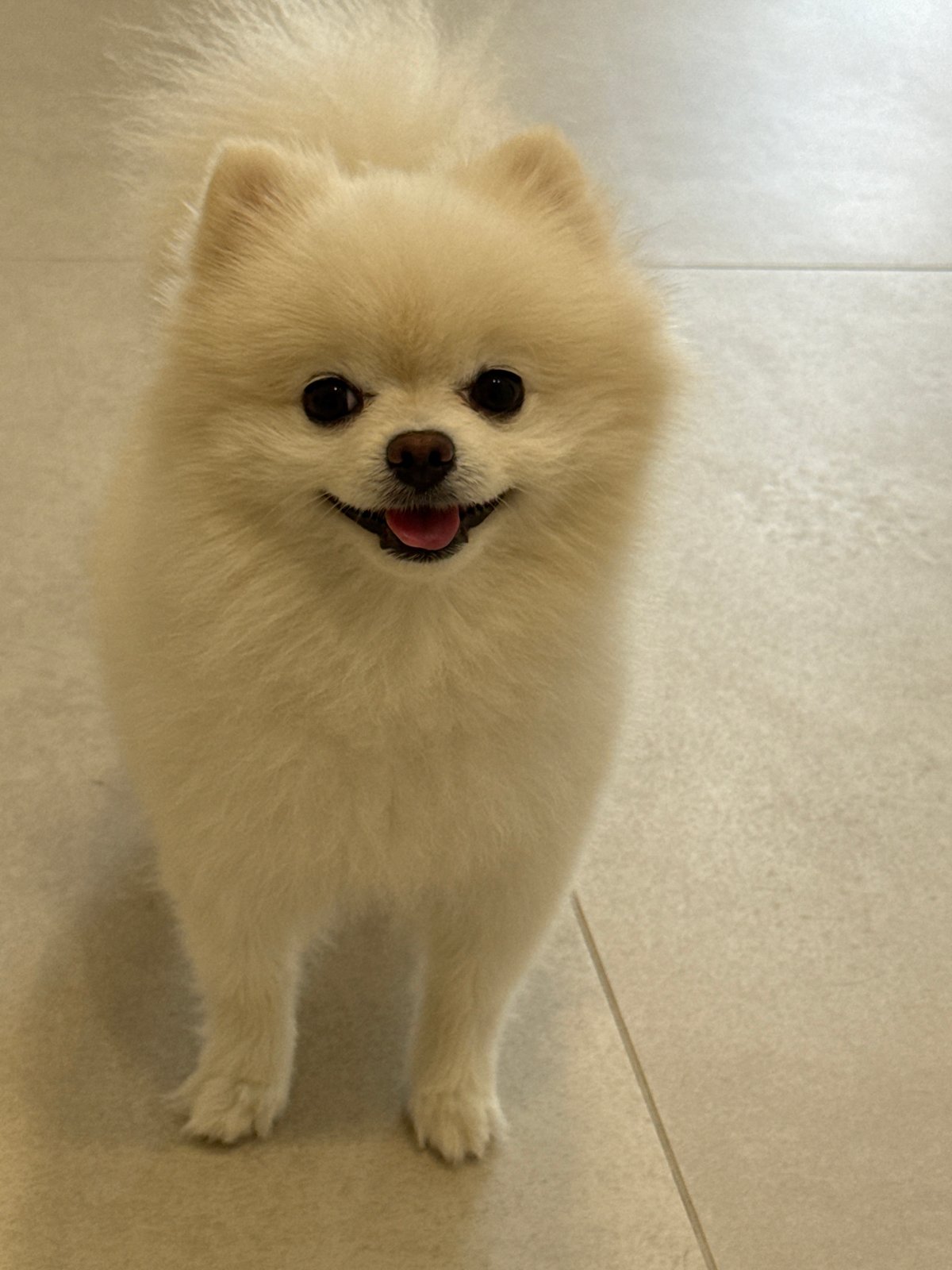 Pomeranian portraits and Tbilisi hillside scenes on a June afternoon