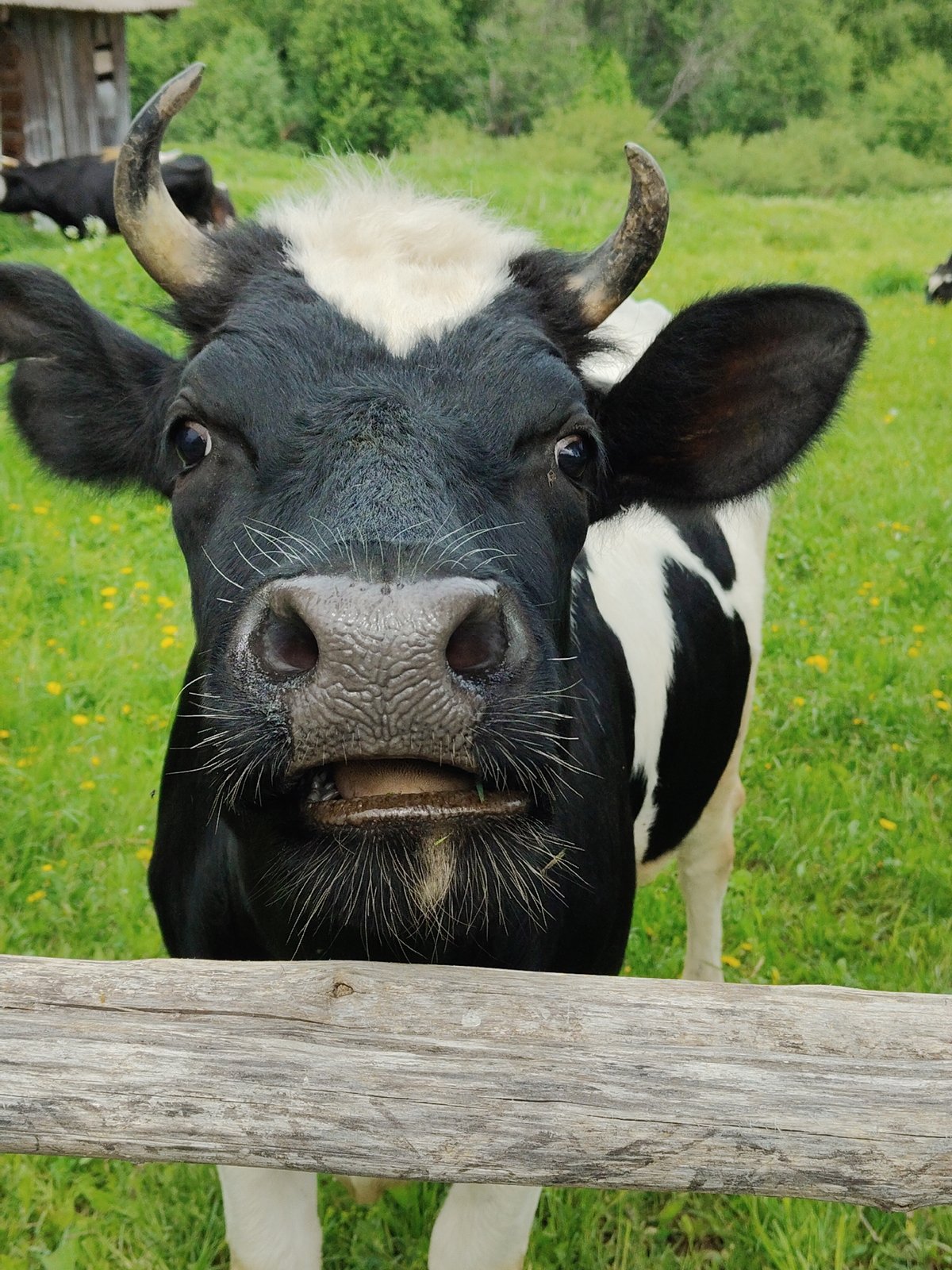 Woman feeds dandelions to Holstein cows during morning farm visit