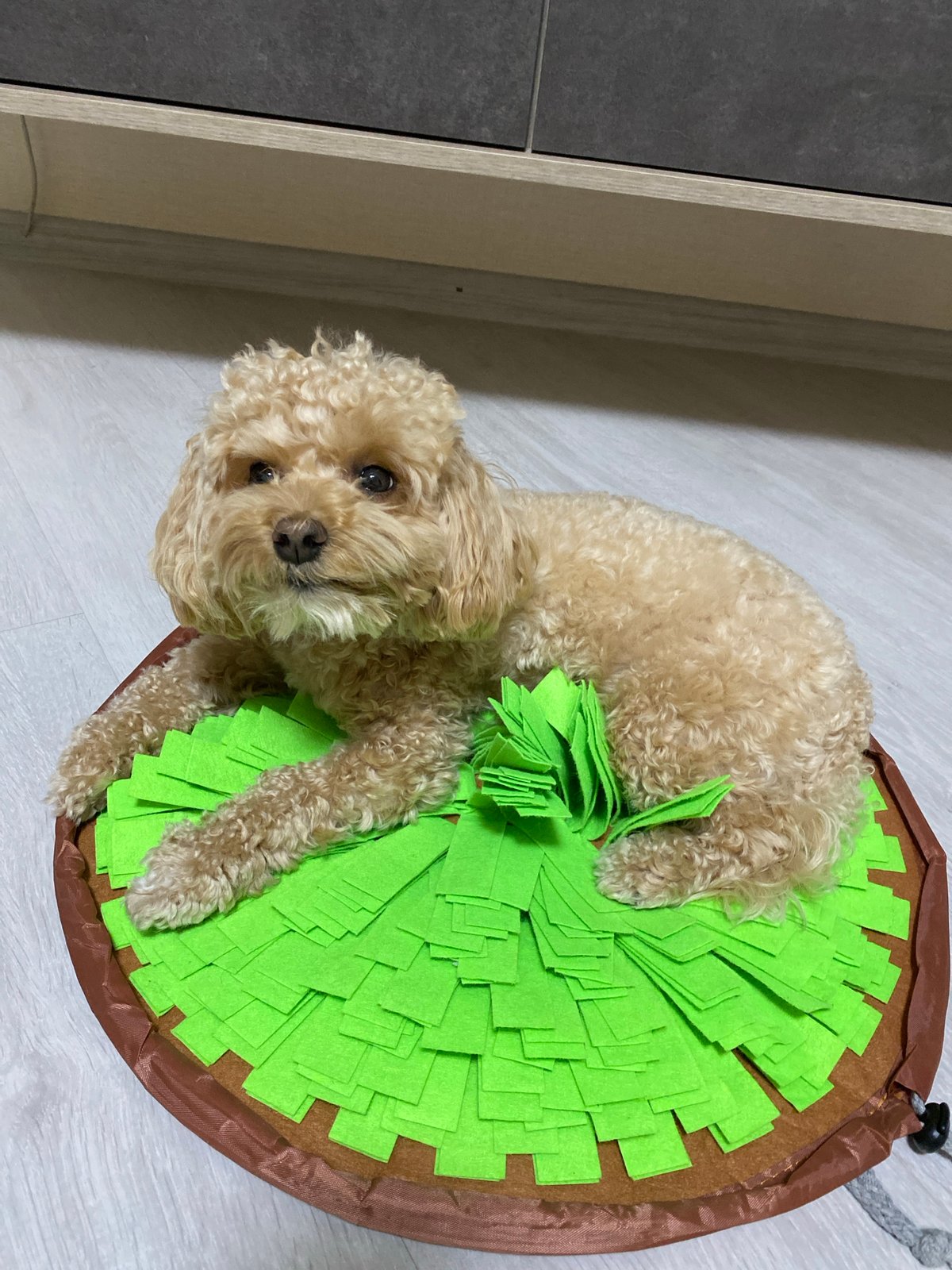 Poodle's afternoon playtime documented in home setting