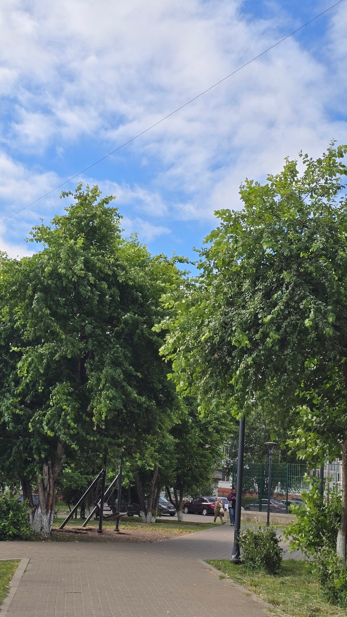 Tree-lined pathway captured in city park area