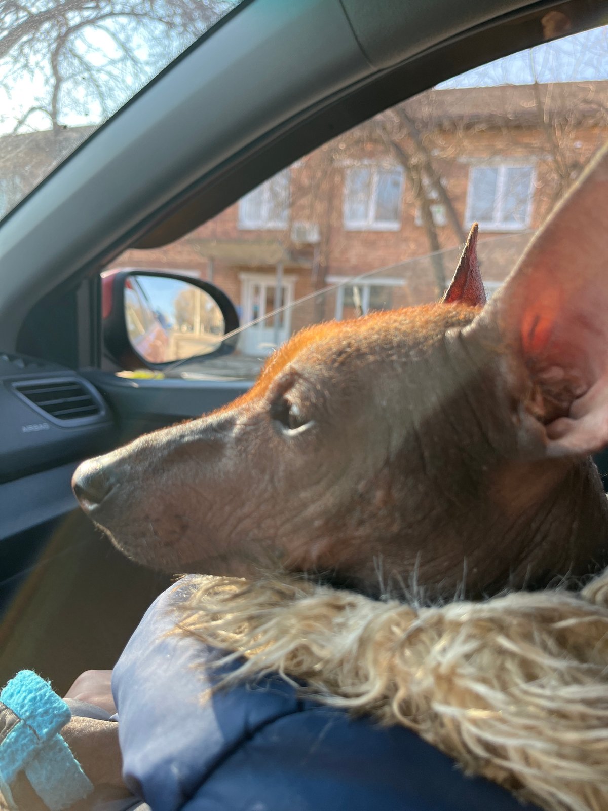 Dogs photographed in cars during brief window in Chaikovsky
