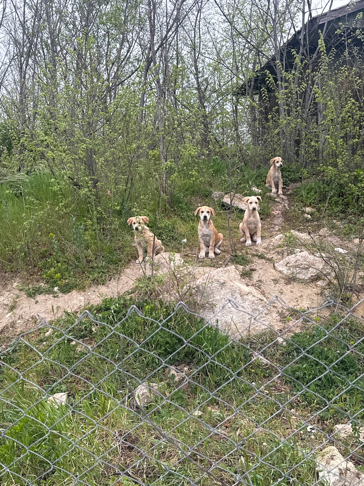 Five puppies spotted in rustic outdoor setting in Varna